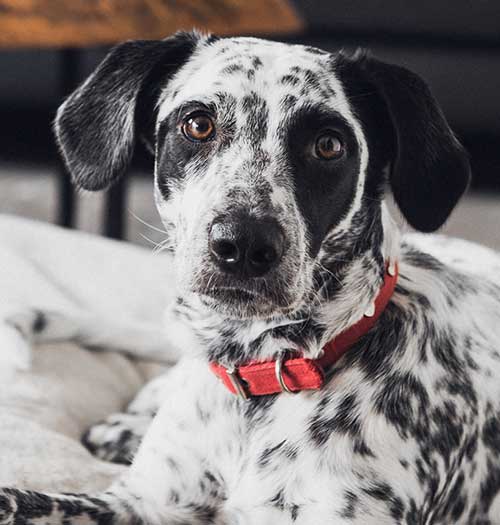 cute Dalmatian dog
