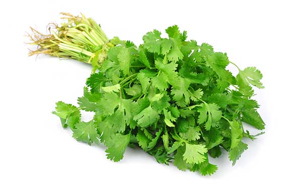 is cilantro safe for dogs?