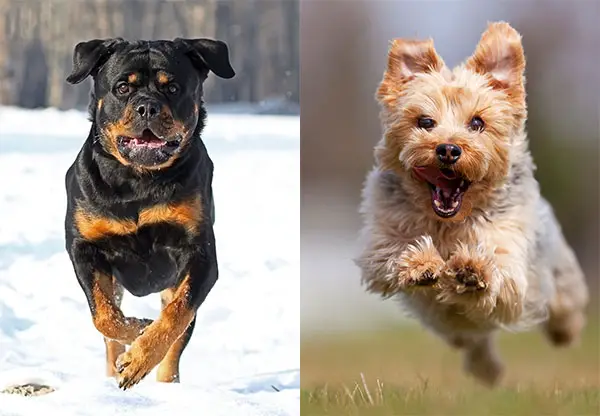 Rottweiler and Yorkie Dogs