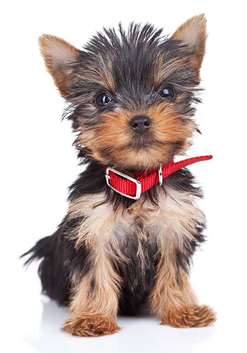 cute yorkie puppy