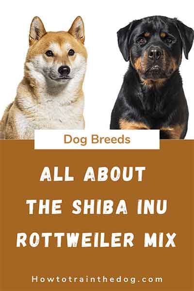 All About The Shiba Inu Rottweiler Mix (With Pictures)