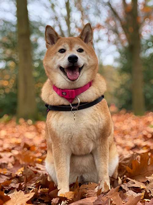 Shiba Inu Dog in autumn forest