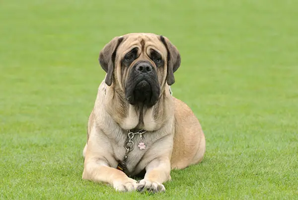 Mastiff dog sittting in park