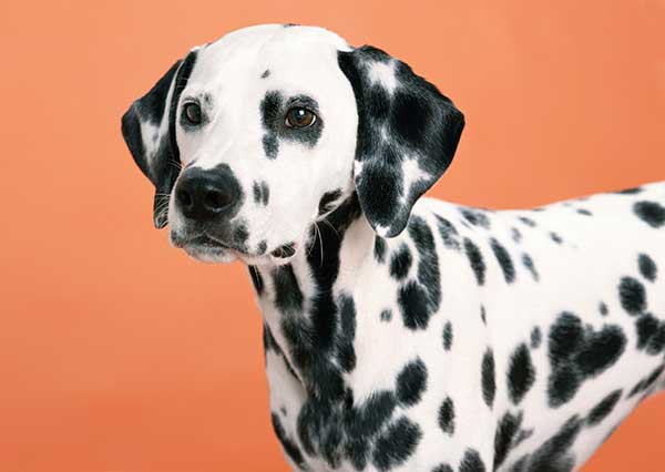 Dalmatian Dog History