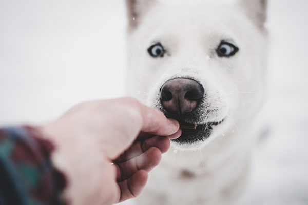 dog owner feeding his dog