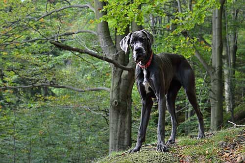 Great Dane Dog