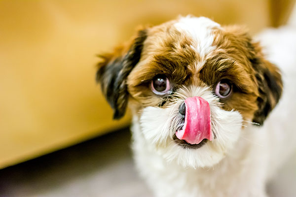 cute Shih Tzu dog licking his lips