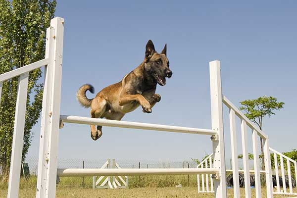 Belgian Malinois Jumping