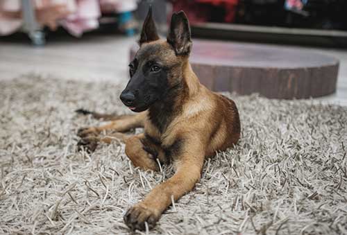 How to Train a Belgian Malinois?