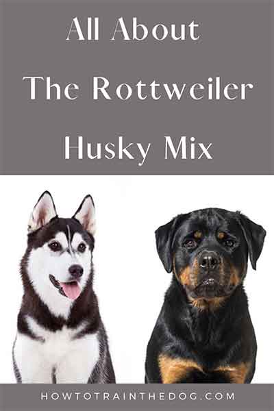 All About The Rottweiler Husky Mix (Rottsky) With Pictures