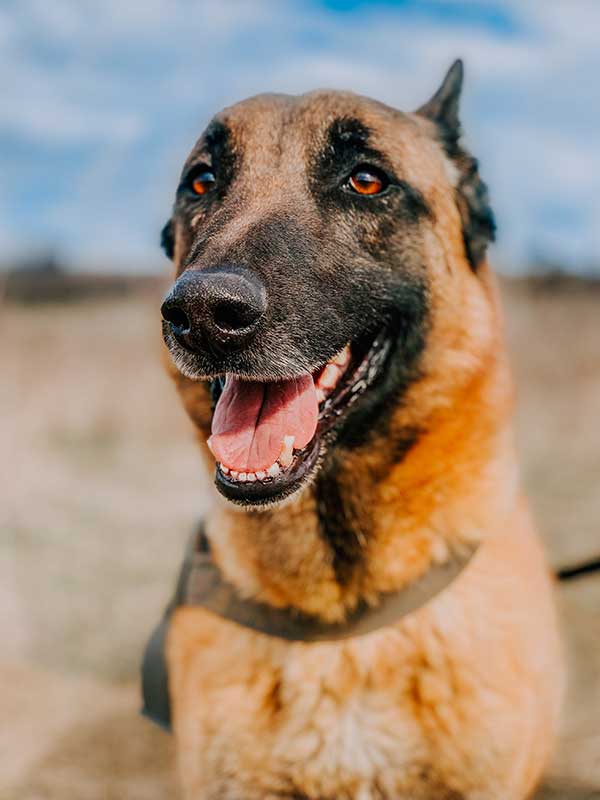 Cute Belgian Malinois Dog