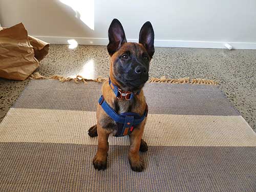 Belgian Malinois puppy