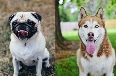 can you breed a husky with a pug