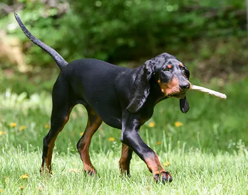 Coonhound dog playing fetch