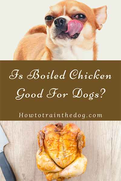 is-boiled-chicken-good-for-dogs-what-do-the-experts-say