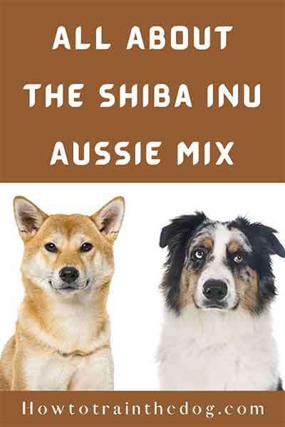 All About The Shiba Inu Australian Shepherd Mix (Aussie Shiba) With ...