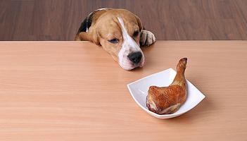 boiled chicken for my dog