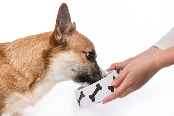 cute dog eating food