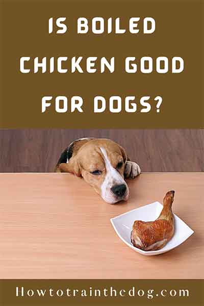 is-boiled-chicken-good-for-dogs-what-do-the-experts-say