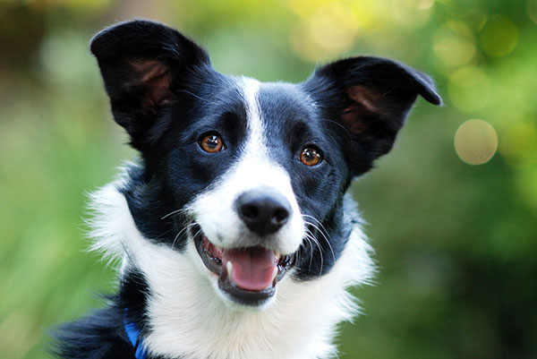 Are Border Collies Good Guard Dogs?