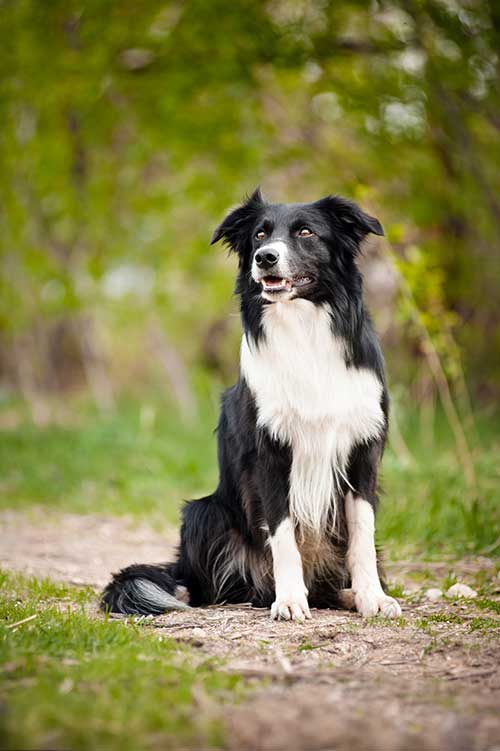 do border collies make good guard dogs?