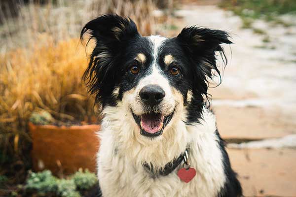 Do border collies defend owners?