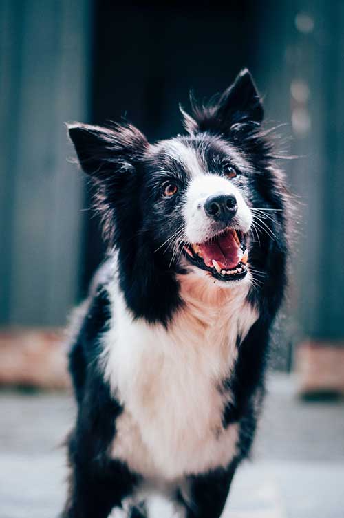 Black and White Border Collie Dog