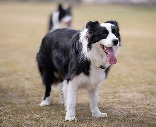 Happy Border Collie