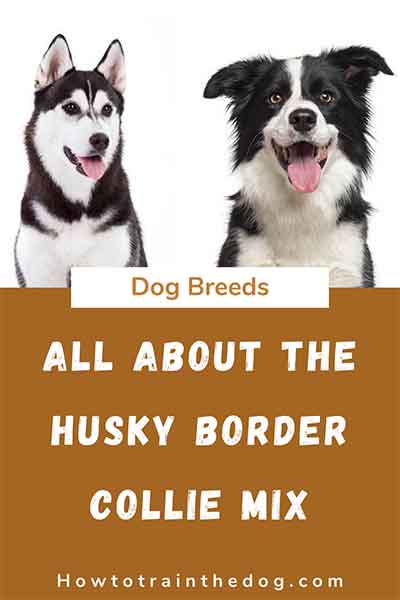 All About The Border Collie Husky Mix (Border Husky) With Pictures