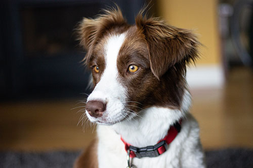 white and brown border collie