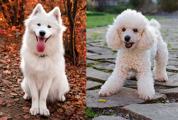 All About The Samoyed Poodle Mix (Sammypoo) With Pictures