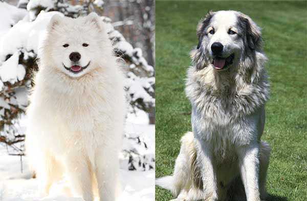 Great Pyrenees Samoyed Mix Guide