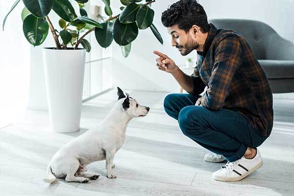 Man Teaching His Dog The Stay Command