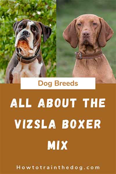 All About The Vizsla Boxer Mix (Bozsla) With Pictures