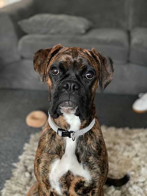 Brindle Boxer Dog