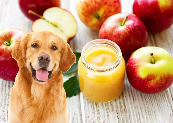 Can Dogs Have Applesauce?