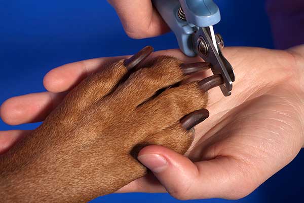 How To Trim Dog’s Nails