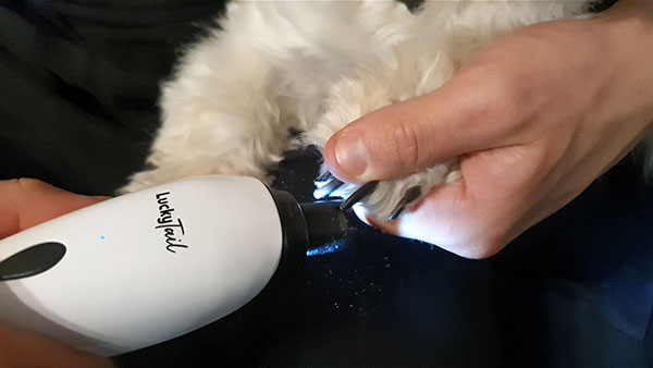 Tips for Trimming Dogs' Nails