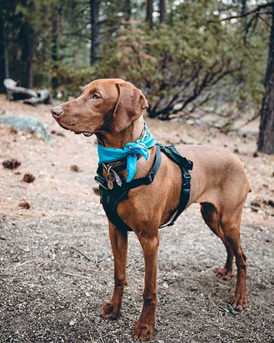 Vizsla Dog History