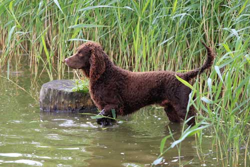 American Water Spaniel Small Pointing Dog