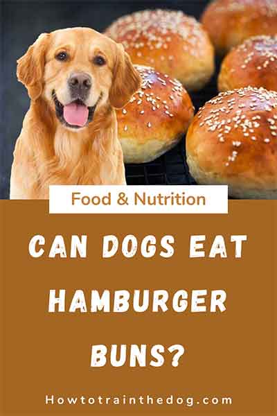 can-dogs-eat-hamburger-buns-read-before-you-feed