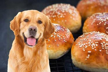 are hamburger buns bad for dogs