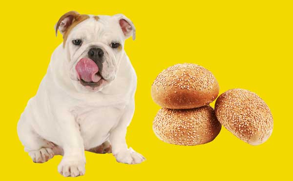 Can I Give My Dog Hamburger Buns?