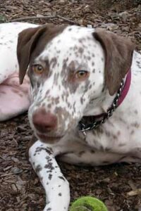 Dalmatian Weimaraner Dog