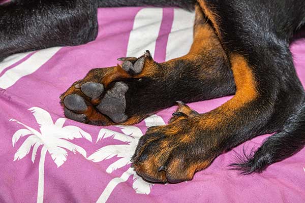 Dog Dewclaws Trimming and Removal