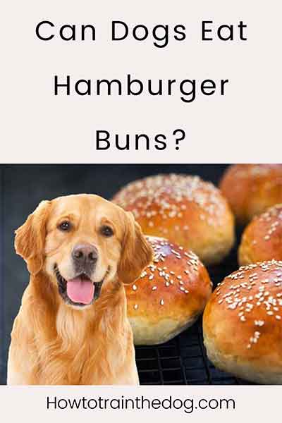 can-dogs-eat-hamburger-buns-read-before-you-feed