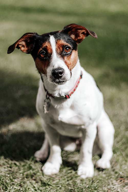 Jack Russell Terrier Pointing Dog