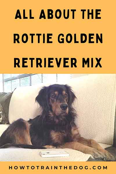All About The Rottweiler Golden Retriever Mix (Golden Rottie) With Pictures