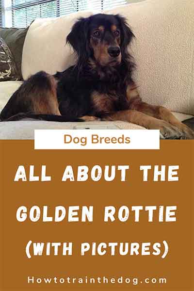 All About The Rottweiler Golden Retriever Mix (Golden Rottie) With Pictures