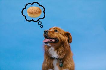 are hamburger buns bad for dogs